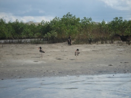 American Oystercatchers in the Snook Islands